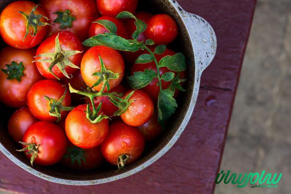 بررسی خواص شگفت انگیز گوجه