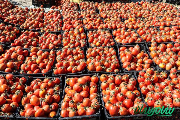 بازار فروش گوجه جعبه ای صادراتی
