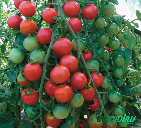 پخش عمده گوجه بوته ای مرغوب