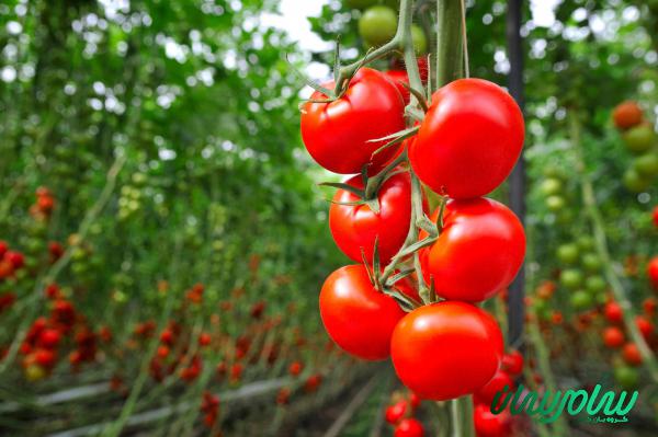 عرضه کنندگان گوجه فرنگی خوشه ای